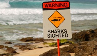 Four Shark Attacks in Hawaii in One Month?